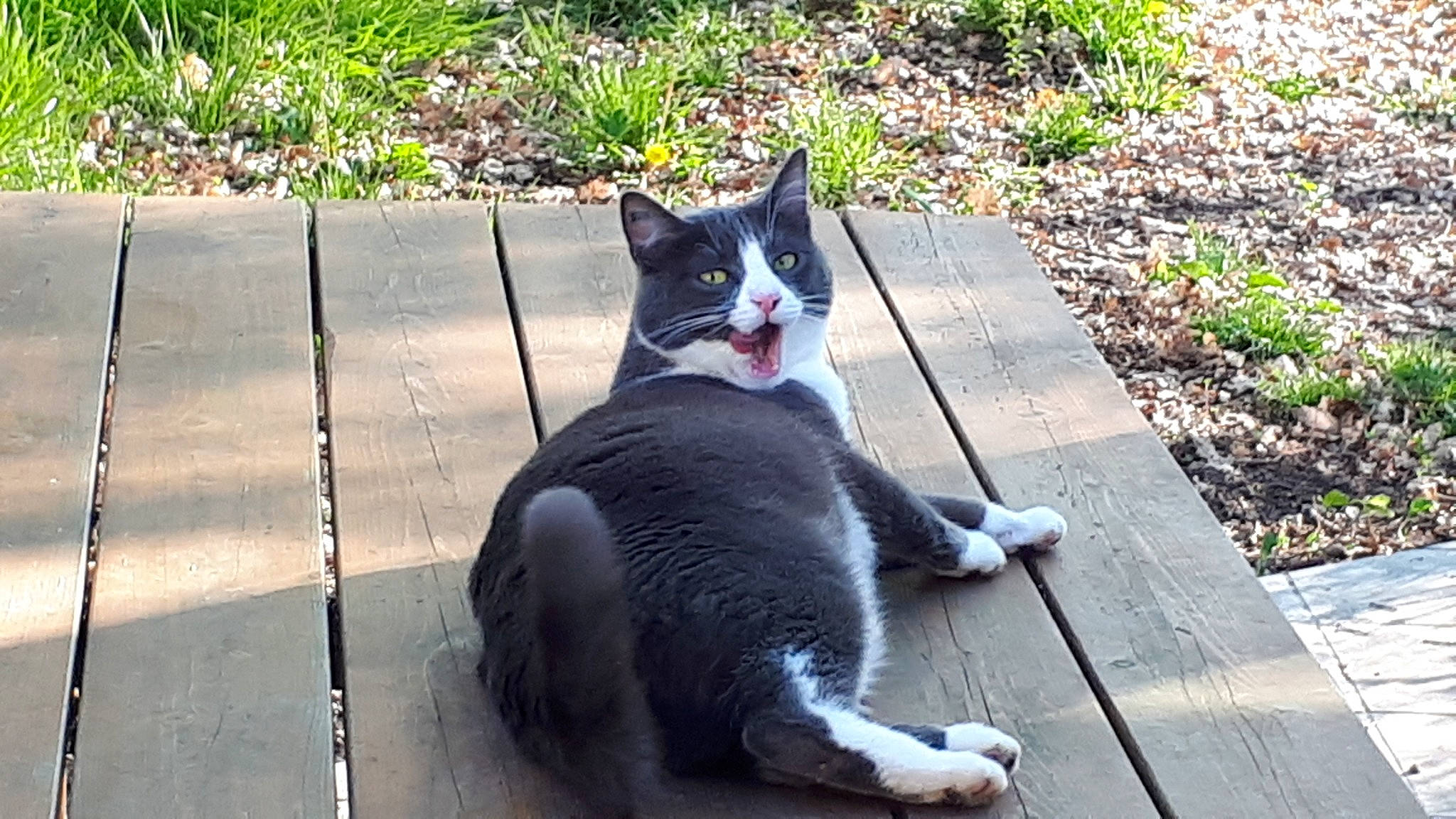 Pookie a rejoint le concours — aidez-le/la à gagner de superbes lots ! aegean_cat, black_cat, carnivore, cat, domestic_short_haired_cat, european_shorthair, felidae, german_rex, mammal, ojos_azules, polydactyl_cat, russian_blue, small_to_medium_sized_cats, snout, tail, whiskers