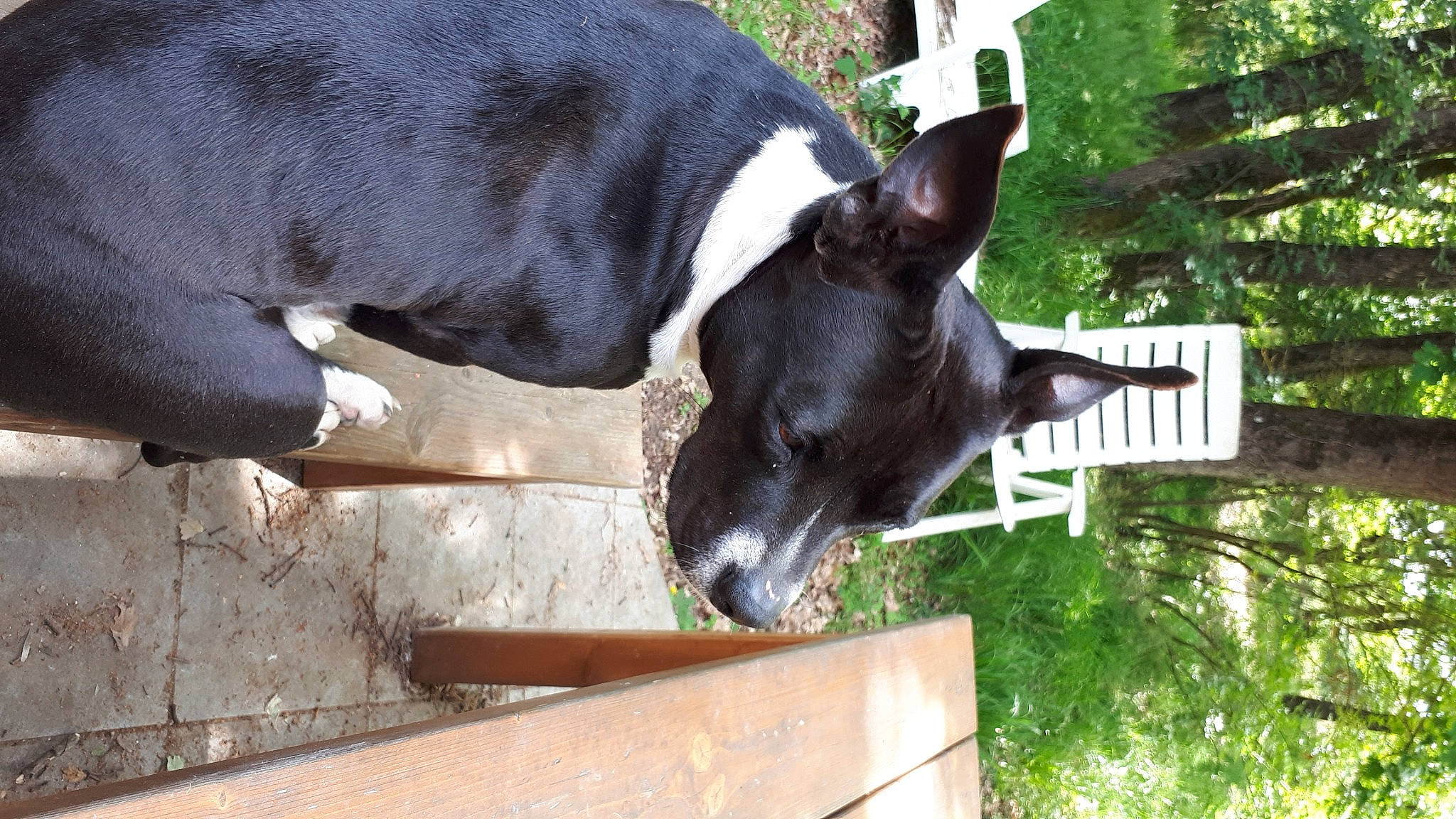 Lizzie participe au concours pour gagner de l'argent avec cette photo : canidae, carnivore, dog, dog_breed, fawn, mammal, non_sporting_group, snout, vertebrate