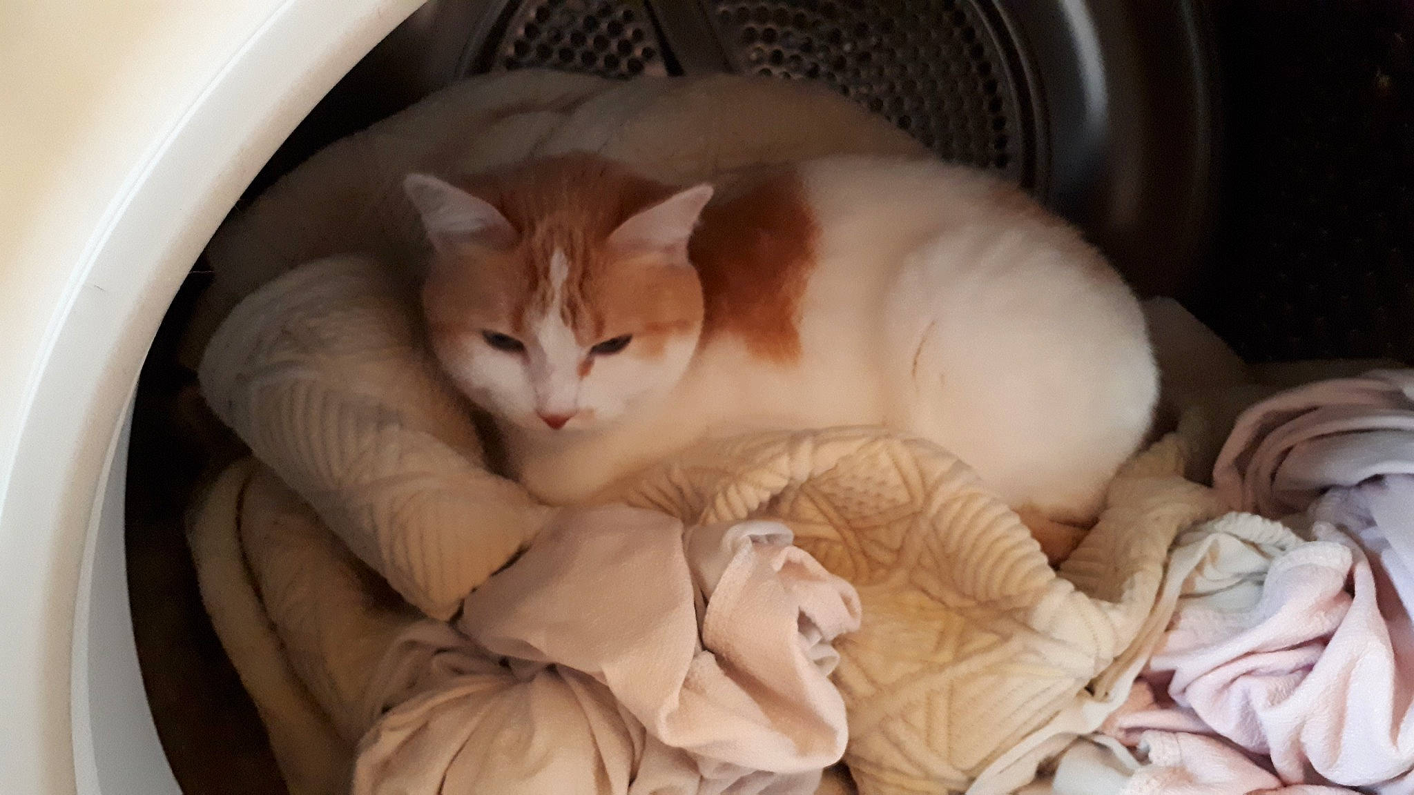 Diva a rejoint le concours — aidez-le/la à gagner de superbes lots ! aegean_cat, asian, burmilla, carnivore, cat, comfort, domestic_short_haired_cat, european_shorthair, fawn, felidae, fur, kitten, mammal, nap, paw, singapura, small_to_medium_sized_cats, whiskers