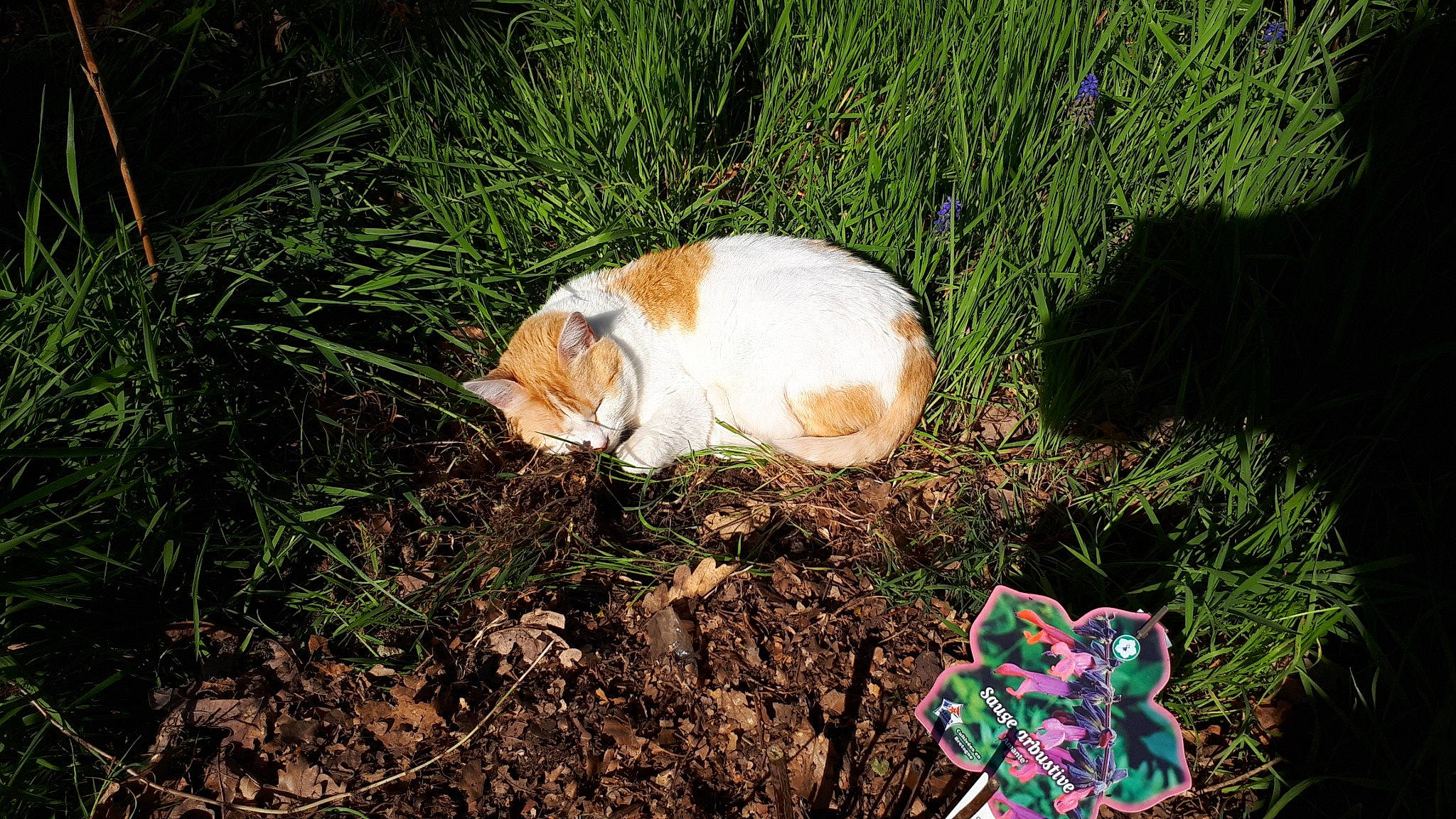 Diva participe au concours pour gagner de l'argent avec cette photo : canidae, carnivore, dog, fawn, grass, puppy, sporting_group