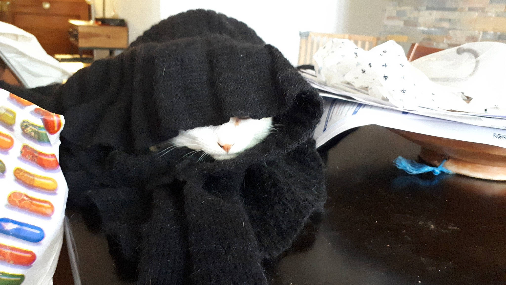 Diva a rejoint le concours — aidez-le/la à gagner de superbes lots ! black_cat, cat, fur, textile, whiskers, wool