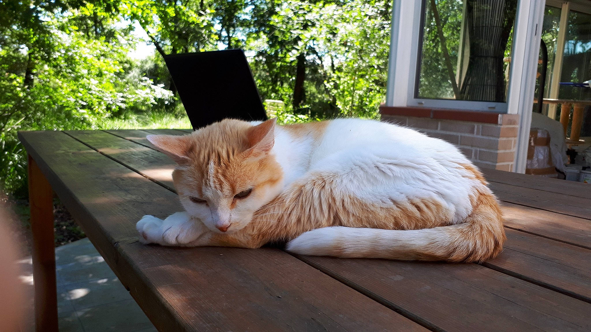 Diva participe au concours pour gagner de l'argent avec cette photo : aegean_cat, asian, carnivore, cat, domestic_short_haired_cat, european_shorthair, felidae, floor, flooring, fur, nap, paw, polydactyl_cat, small_to_medium_sized_cats, tabby_cat, tail, turkish_van, whiskers, wood