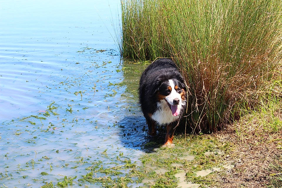 Falda participe au concours pour gagner de l'argent avec cette photo : bernese_mountain_dog, canidae, carnivore, companion_dog, dog, dog_breed, grass_family, herding_dog, hunting_dog, liquid, mammal, prairie, snout, sporting_group, tail, terrestrial_animal, vertebrate, water_resources, watercourse, working_animal