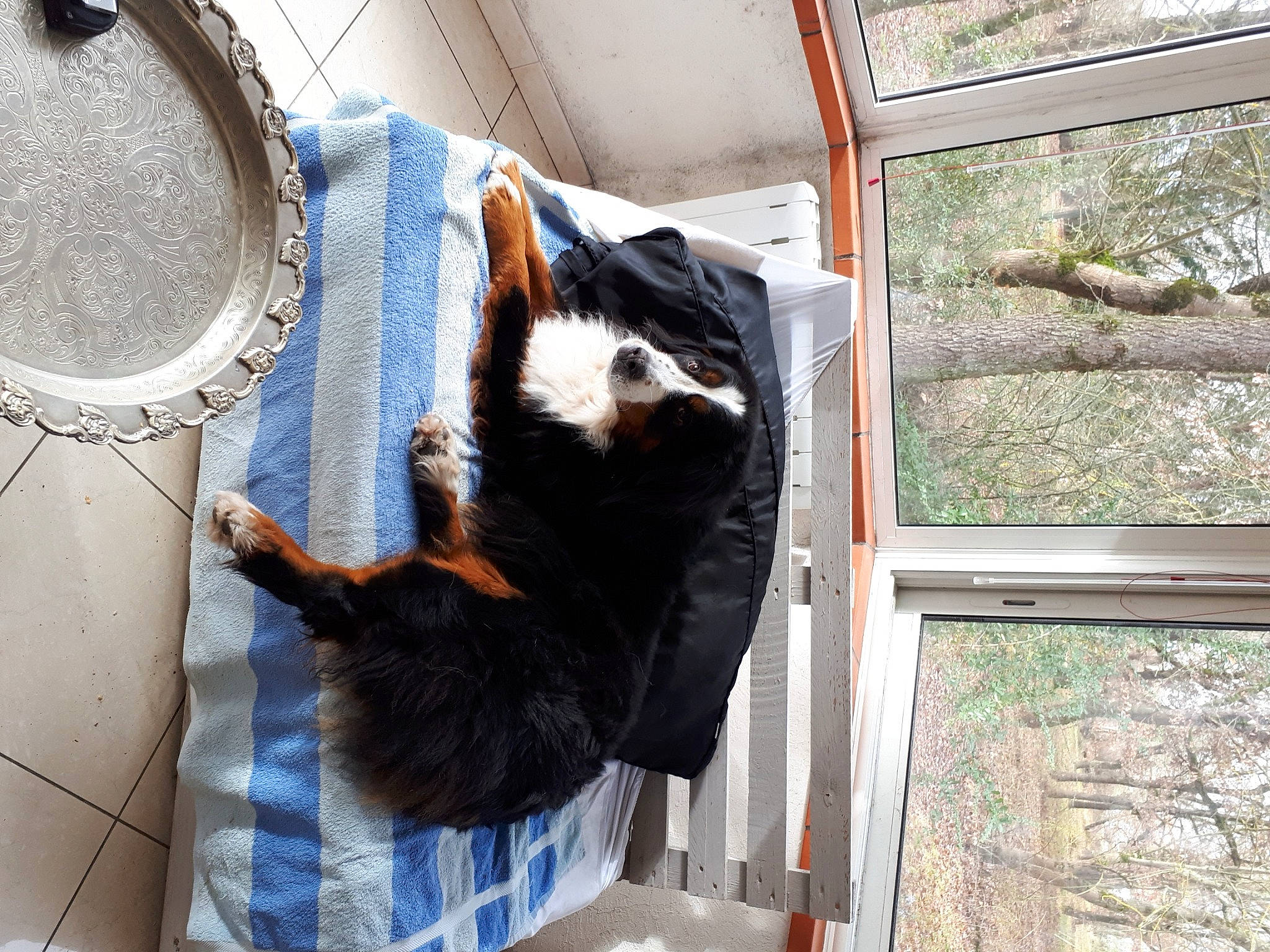 Falda participe au concours pour gagner de l'argent avec cette photo : carnivore, cat, daylighting, dog_breed, felidae, fur, pet_supply, small_to_medium_sized_cats, vertebrate