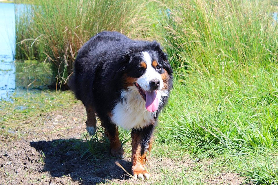 Falda participe au concours pour gagner de l'argent avec cette photo : bernese_mountain_dog, canidae, carnivore, cavalier_king_charles_spaniel, companion_dog, dog, dog_breed, fur, grass, grass_family, grassland, liver, mammal, prairie, puppy, snout, sporting_group, vertebrate, whiskers, working_animal