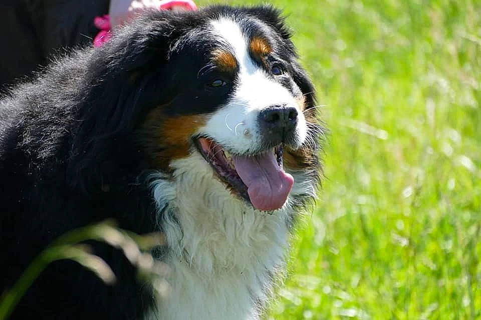Falda participe au concours pour gagner de l'argent avec cette photo : bernese_mountain_dog, canidae, carnivore, companion_dog, dog, dog_breed, fur, grass_family, herding_dog, hunting_dog, iris, mammal, organ, snout, sporting_group, sunlight, tongue, tooth, vertebrate, whiskers