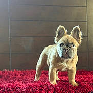 Luna Bear joined the competition — help win amazing prizes! animal, background_blur, canine, close_up, companion, cozy, curious, dog, domestic_animal, ears, french_bulldog, fur, indoor, looking, pet, puppy, red_rug, standing, wooden_wall, young