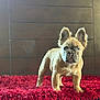 Luna Bear joined the competition — help win amazing prizes! animal, background_blur, canine, close_up, companion, cozy, curious, dog, domestic_animal, ears, french_bulldog, fur, indoor, looking, pet, puppy, red_rug, standing, wooden_wall, young
