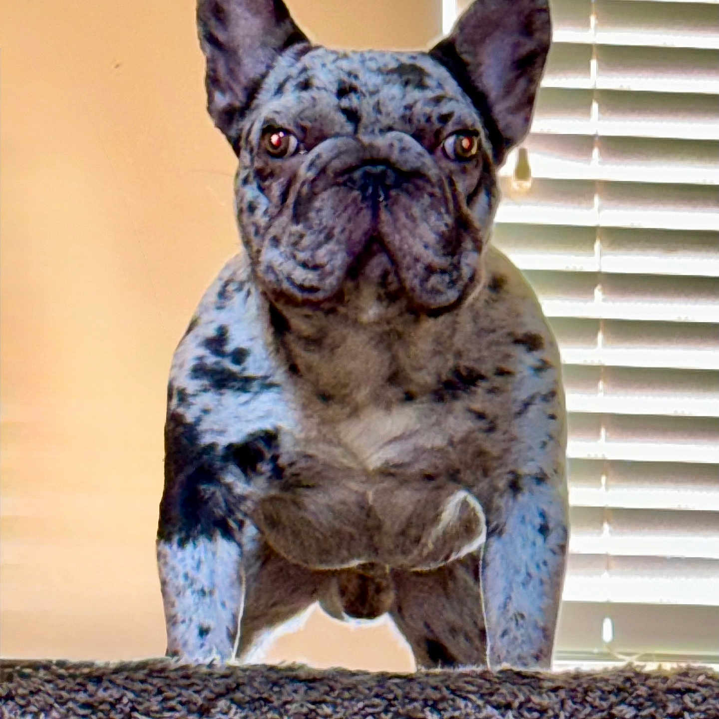 All Purpose joined the competition — help win amazing prizes! animal, boxer, bulldog, canine, dog, frenchbulldog, pebble, pet, pitbull, pug, puppy, snout