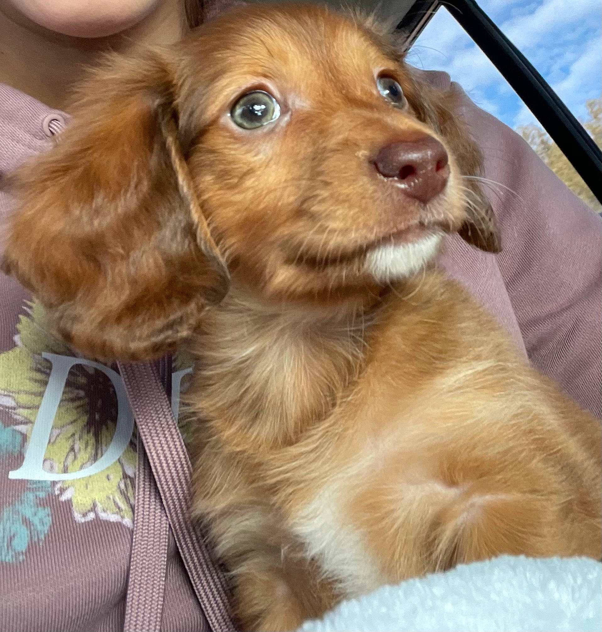 Hazel joined the competition — help win amazing prizes! canidae, carnivore, companion_dog, dog, dog_breed, ear, fawn, fur, gun_dog, liver, pet_supply, retriever, sky, snout, spaniel, sporting_group, terrestrial_animal, whiskers, working_animal