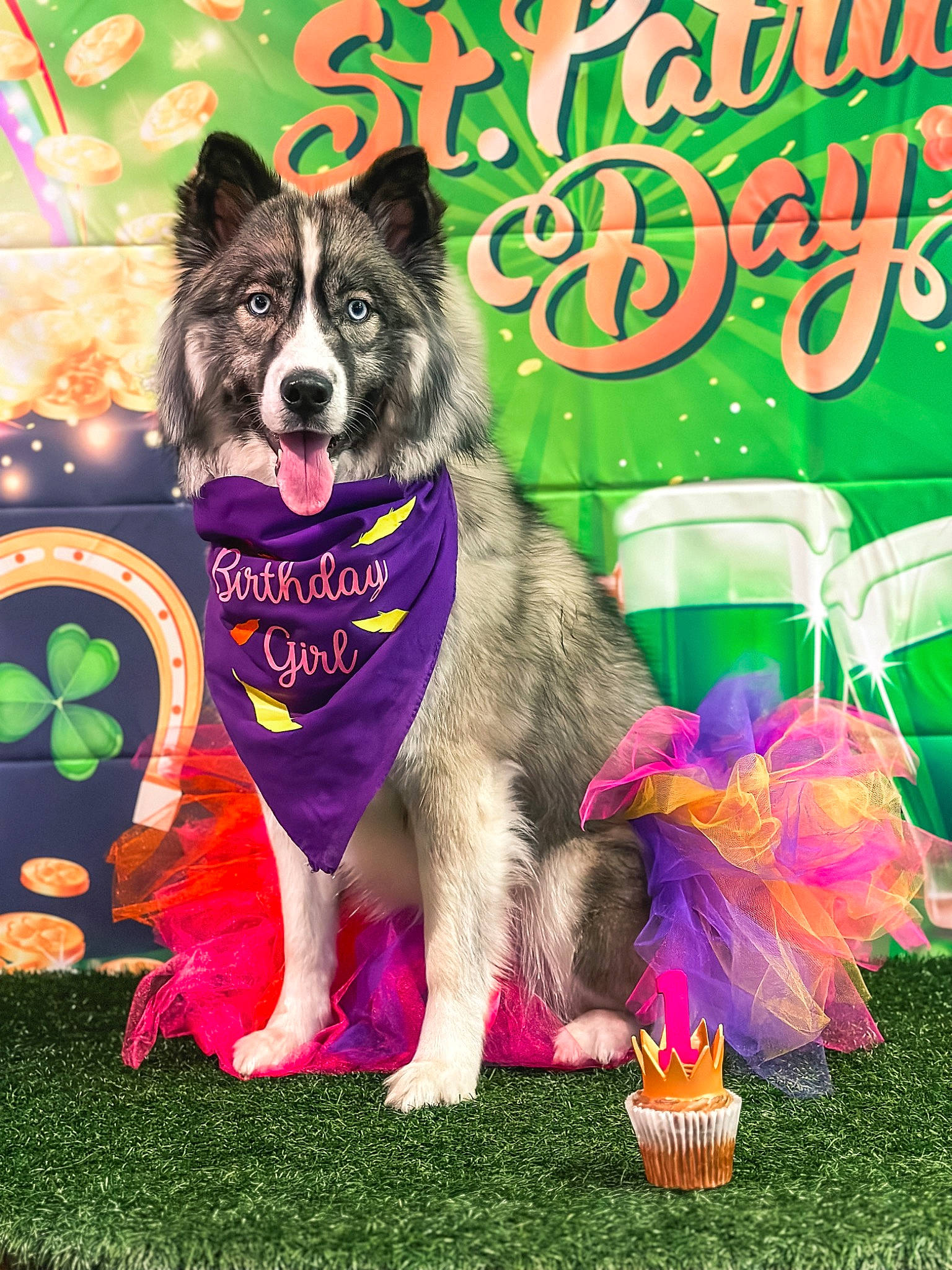 Xayah is registered to the contest to win money with this photo: advertising, art, canidae, carnivore, companion_dog, dog, dog_breed, dog_supply, event, font, grass, herding_dog, petal, photo_caption, plant, poster, snout, sporting_group, working_animal, working_dog