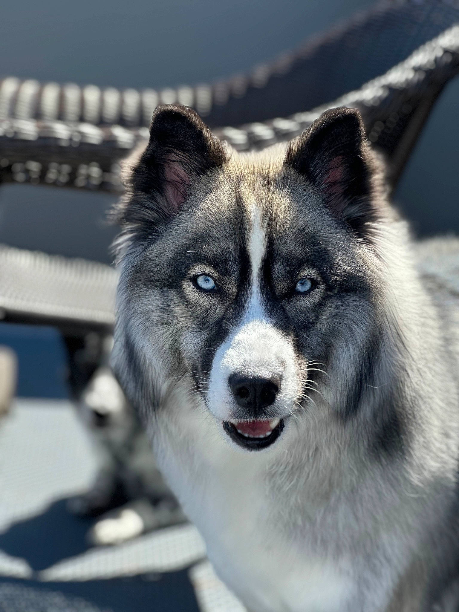 Xayah joined the competition — help win amazing prizes! ancient_dog_breeds, art, canidae, carnivore, companion_dog, dog, dog_breed, eye, fur, human_body, sled_dog, snout, sporting_group, terrestrial_animal, whiskers, wildlife, working_animal, working_dog