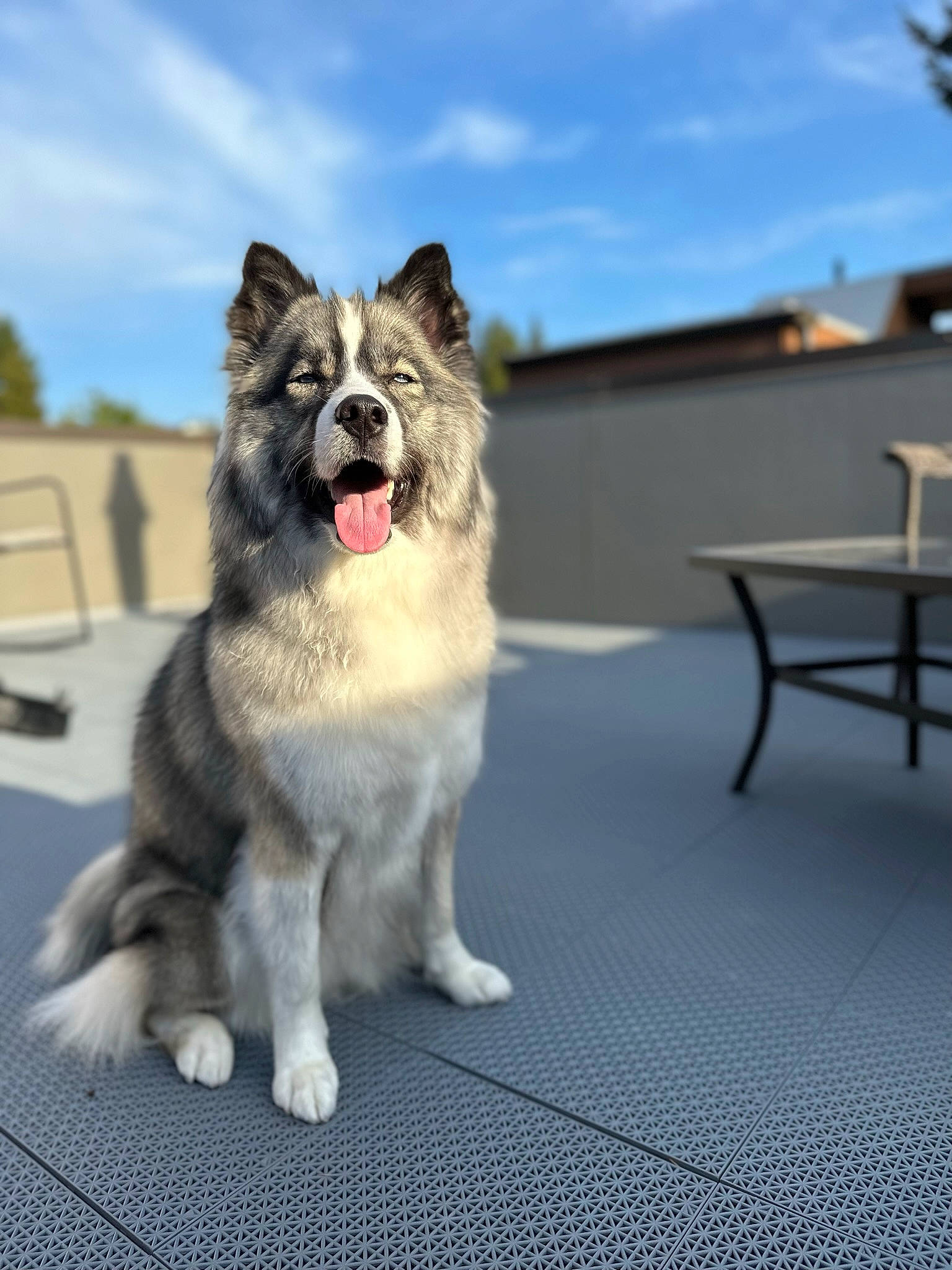 Xayah joined the competition — help win amazing prizes! ancient_dog_breeds, canidae, carnivore, cloud, collar, companion_dog, dog, dog_breed, flooring, fur, non_sporting_group, outdoor_furniture, sky, snout, sporting_group, table, tail, working_animal, working_dog