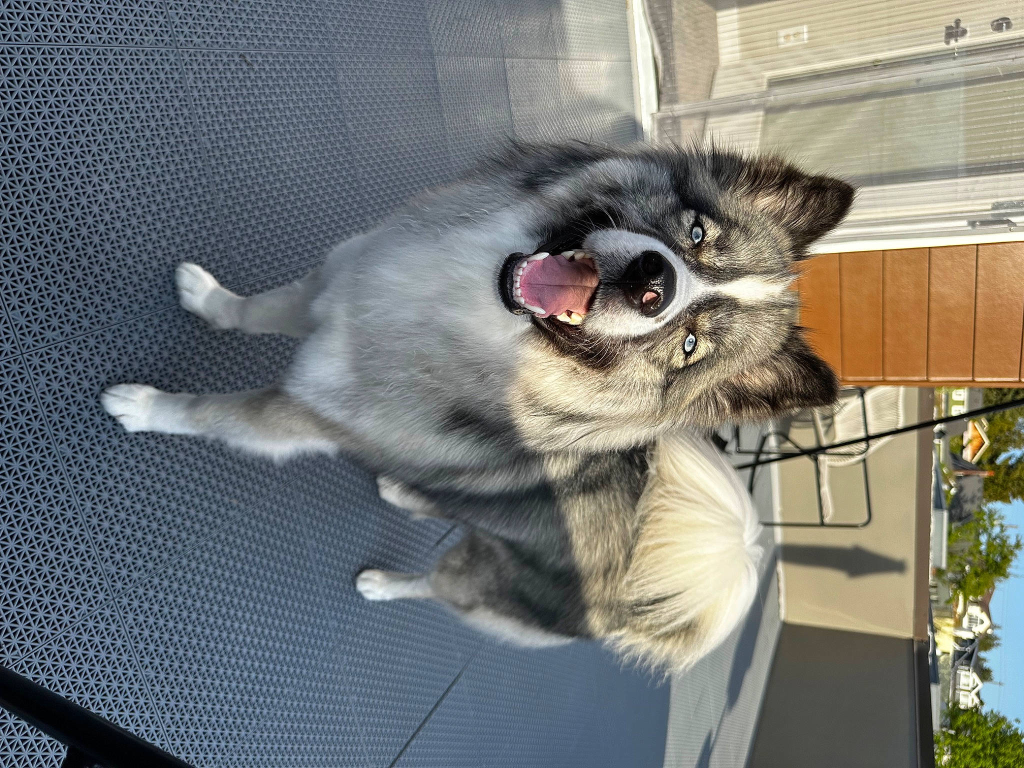 Xayah is registered to the contest to win money with this photo: ancient_dog_breeds, canidae, carnivore, collar, companion_dog, dog, dog_breed, dog_supply, fur, keeshond, non_sporting_group, paw, pet_supply, snout, sporting_group, tail, tree, whiskers, working_animal, working_dog