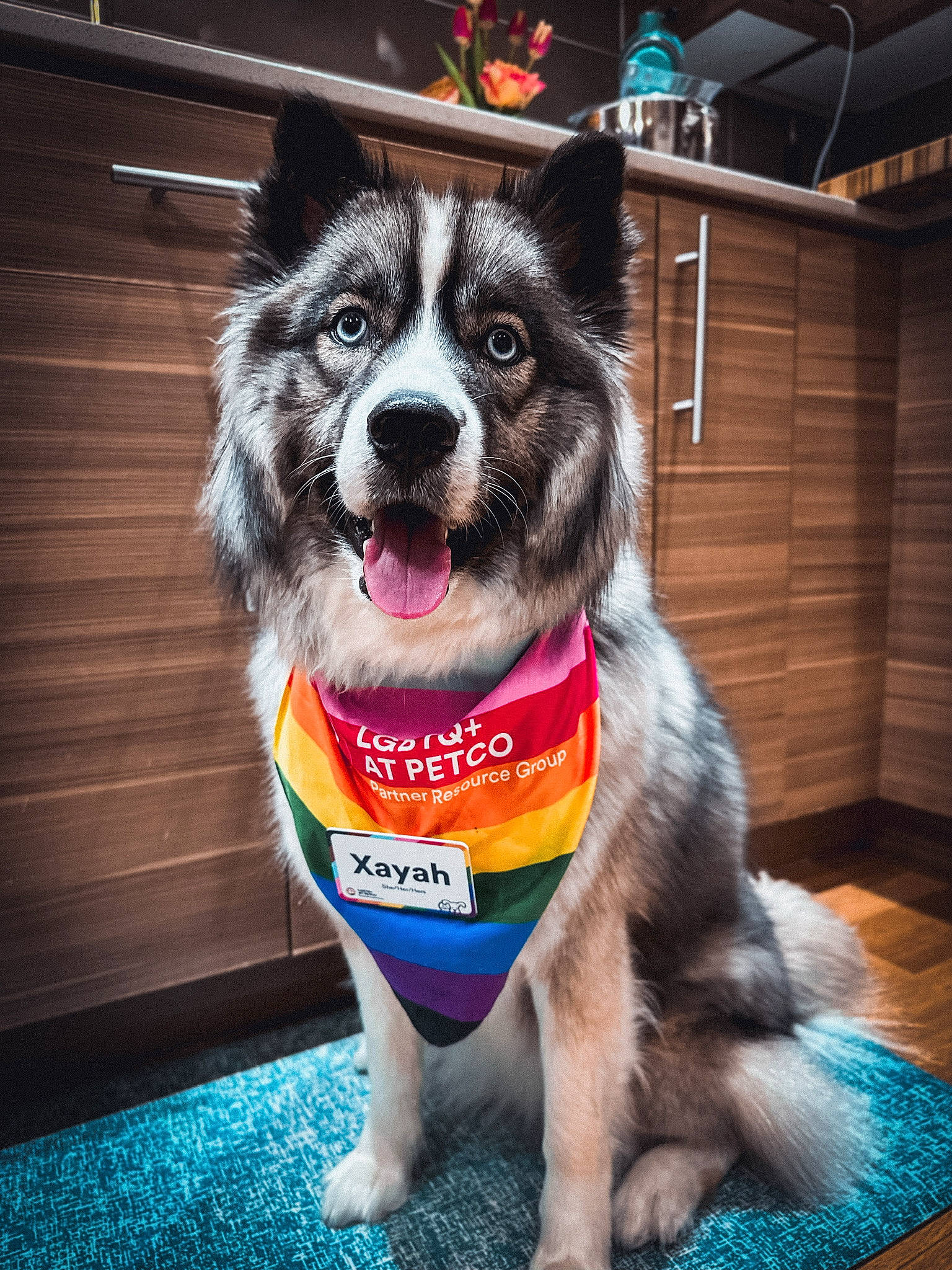 Xayah is registered to the contest to win money with this photo: carnivore, collar, companion_dog, dog, dog_breed, dog_clothes, dog_collar, dog_supply, fur, herding_dog, leash, paw, pet_supply, snout, sporting_group, tail, toy_dog, whiskers, wood, working_animal