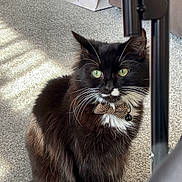 Whiskers joined the competition — help win amazing prizes! cat, black_and_white, bow_tie, green_eyes, fluffy, indoor, carpet, collar, pet, sitting, sunlight, shadow, feline, whiskers, cute, domestic_animal, furry, adorable, animal, closeup