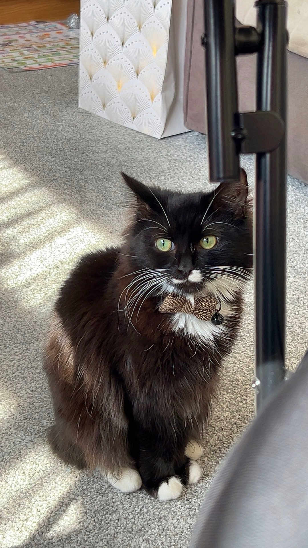 Whiskers joined the competition — help win amazing prizes! cat, black_and_white, bow_tie, green_eyes, fluffy, indoor, carpet, collar, pet, sitting, sunlight, shadow, feline, whiskers, cute, domestic_animal, furry, adorable, animal, closeup