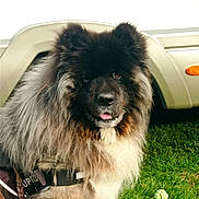 Jina participe au concours pour gagner de l'argent avec cette photo : dog, fluffy, grass, outdoor, pet, animal, canine, fur, black, white, brown, harness, vehicle, toy, playful, tongue, closeup, portrait, nature, companion