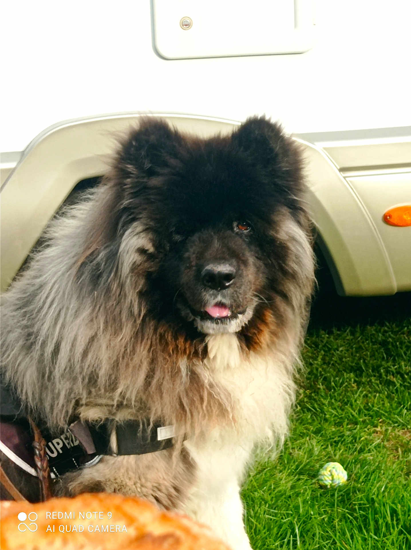 Jina participe au concours pour gagner de l'argent avec cette photo : dog, fluffy, grass, outdoor, pet, animal, canine, fur, black, white, brown, harness, vehicle, toy, playful, tongue, closeup, portrait, nature, companion