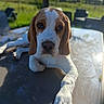 August a rejoint le concours — aidez-le/la à gagner de superbes lots ! dog, beagle, puppy, outdoor, table, grass, sunlight, pet, animal, portrait, face, paw, ears, brown, white, nature, relaxing, daylight, furniture, blurred_background