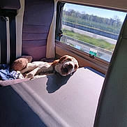 August participe au concours pour gagner de l'argent avec cette photo : dog, car_seat, sunlight, window, resting, sleepy, pet, travel, seatbelt, blanket, interior, countryside, daylight, relaxing, canine, road_trip, fur, leash, shade, vehicle