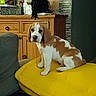 August a rejoint le concours — aidez-le/la à gagner de superbes lots ! puppy, dog, brown_and_white, yellow_cushion, indoor, wooden_cabinet, furniture, pet, canine, curious, young_dog, domestic, cozy, household_items, sitting, portrait, animal, companion, cute, pet_bed