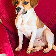 Venus a rejoint le concours — aidez-le/la à gagner de superbes lots ! dog, pet, animal, canine, brown, white, sitting, couch, quilted, red, indoor, fur, ears, paws, snout, alert, companion, domestic, cute, portrait