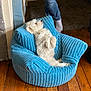 blue_armchair, corduroy, cozy, dog, floorboards, fluffy, hardwood_floor, head_tilt, indoor, living_room, lying_on_back, natural_light, person_legs, pet, pet_bed, puppy, relaxed, socks, white_dog, wooden_floor