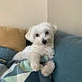 blanket, corner, couch, cozy, cute, dog, fur, home, indoor, maltese, paw, pet, pillow, portrait, relaxed, resting, small_dog, sofa, whiskers, white_fur