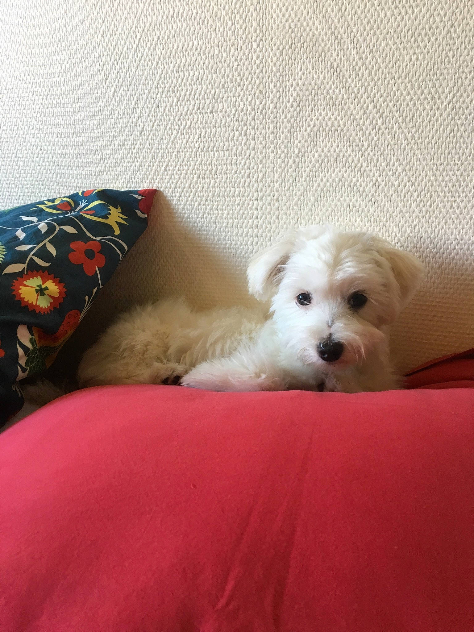 Nalia a rejoint le concours — aidez-le/la à gagner de superbes lots ! bichon, bolonka, canidae, carnivore, companion_dog, coton_de_tulear, dog, dog_breed, maltepoo, maltese, mammal, morkie, non_sporting_group, puppy, puppy_love, rare_breed_dog, schnoodle, toy_dog, vertebrate, west_highland_white_terrier