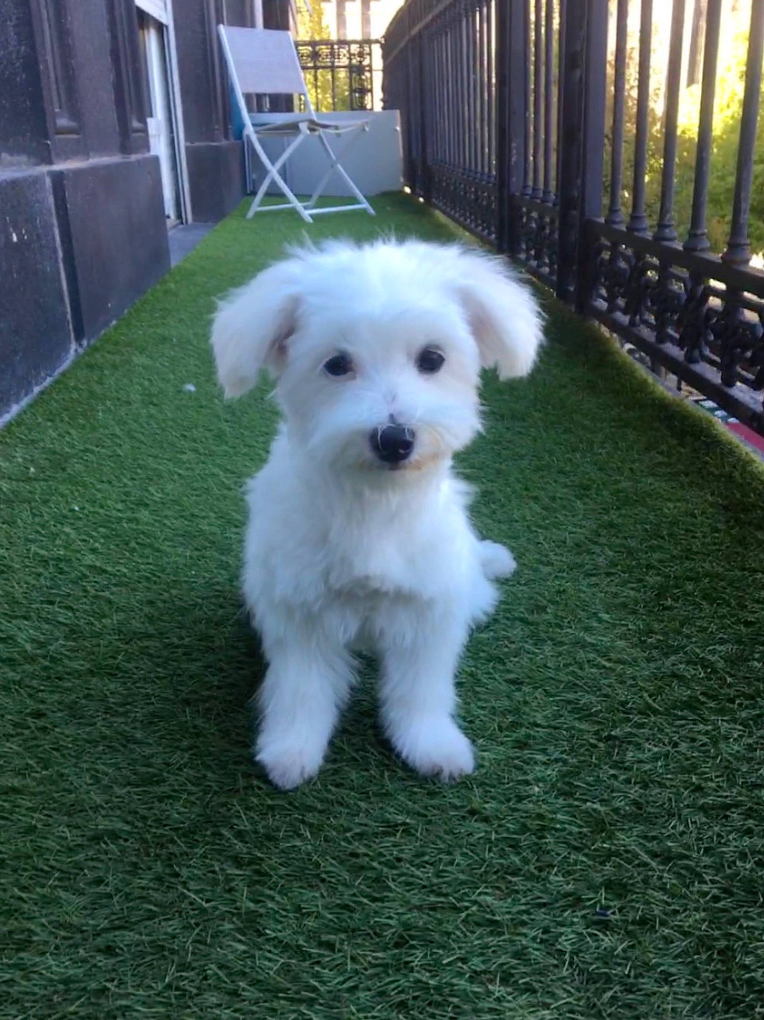 Nalia participe au concours pour gagner de l'argent avec cette photo : bichon, bichon_frise, bolognese, bolonka, canidae, carnivore, companion_dog, coton_de_tulear, dog, dog_breed, havanese, kyi_leo, maltepoo, maltese, mammal, puppy, schnoodle, sporting_lucas_terrier, toy_poodle, vertebrate