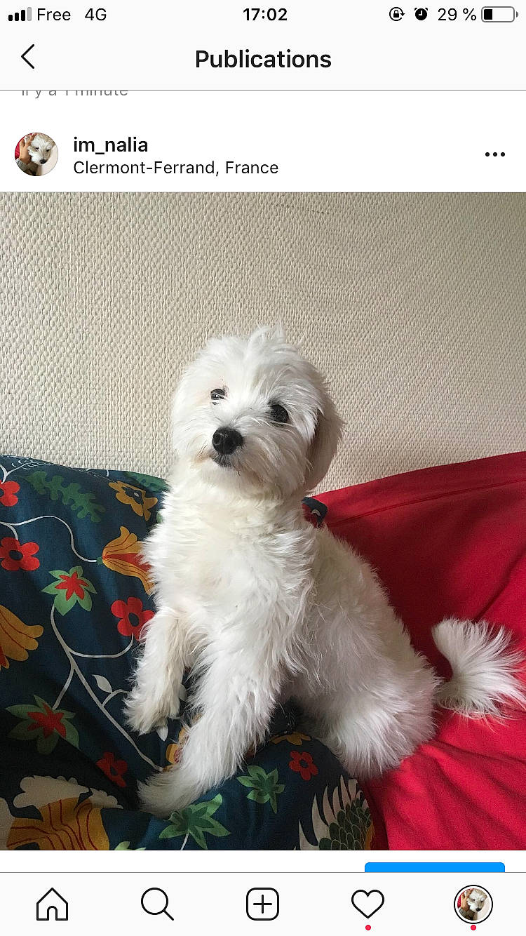 Nalia a rejoint le concours — aidez-le/la à gagner de superbes lots ! bichon, bolognese, bolonka, canidae, carnivore, companion_dog, coton_de_tulear, dog, dog_breed, havanese, kyi_leo, maltepoo, maltese, mammal, non_sporting_group, puppy, schnoodle, toy_dog, vertebrate, west_highland_white_terrier