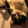cat, black_and_white, fluffy_fur, notebook, handwritten_notes, laptop, indoor, warm_lighting, curious_eyes, upside_down, pet, resting, cozy, whiskers, paw, study_area, writing, paper, spiral_notebook, domestic_animal