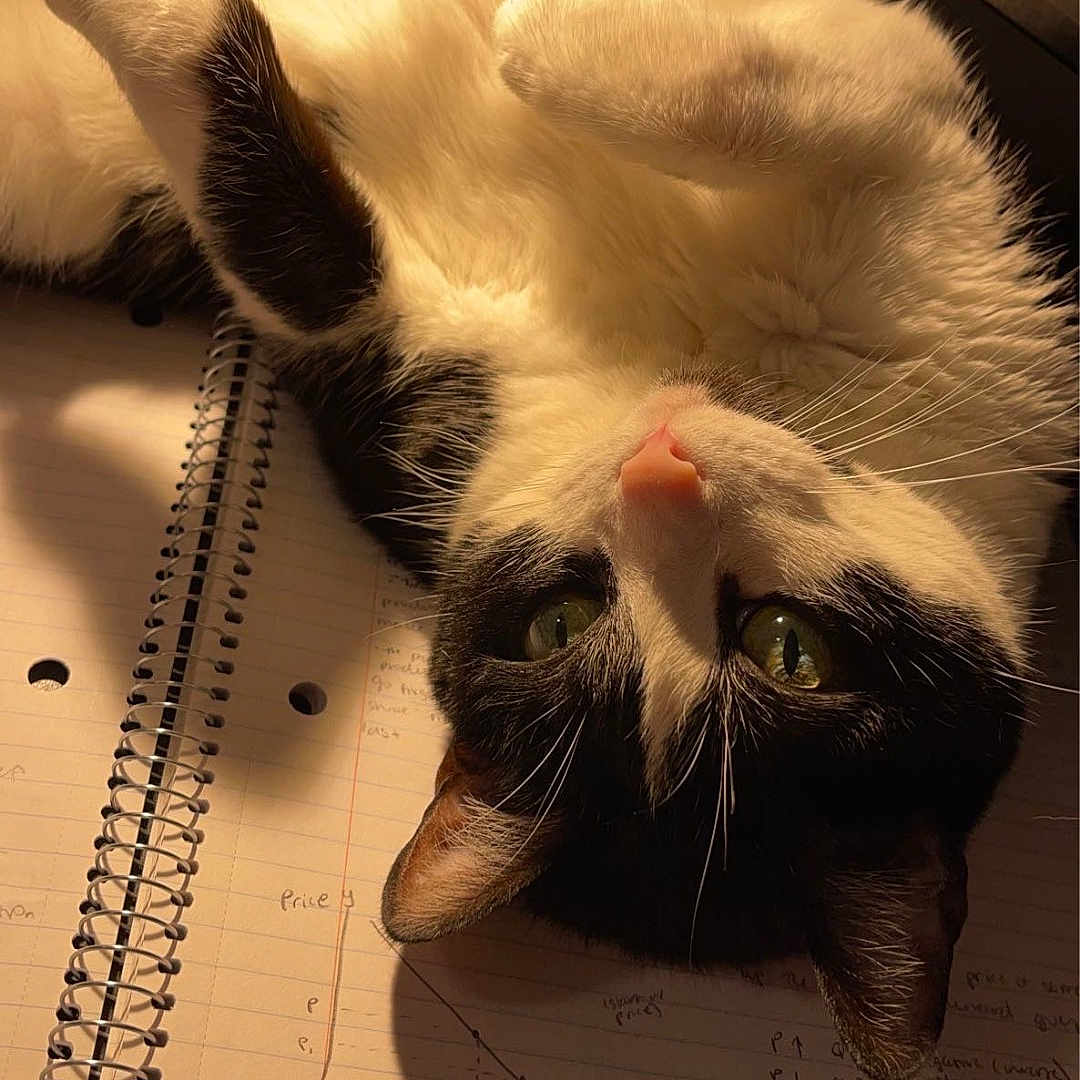 Sana is registered to the contest to win money with this photo: black_and_white, cat, cozy, curious_eyes, domestic_animal, fluffy_fur, handwritten_notes, indoor, laptop, notebook, paper, paw, pet, resting, spiral_notebook, study_area, upside_down, warm_lighting, whiskers, writing