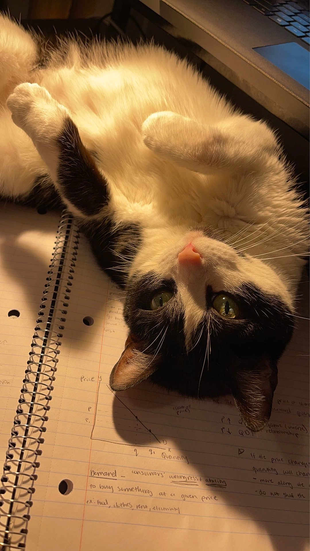 Sana is registered to the contest to win money with this photo: cat, black_and_white, fluffy_fur, notebook, handwritten_notes, laptop, indoor, warm_lighting, curious_eyes, upside_down, pet, resting, cozy, whiskers, paw, study_area, writing, paper, spiral_notebook, domestic_animal