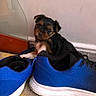 Blue a rejoint le concours — aidez-le/la à gagner de superbes lots ! puppy, dog, footwear, sneakers, blue_shoes, carpet, indoor, pet, canine, cute, small_dog, fur, black_and_brown, animal, household, playful, domestic, young_dog, floor, wall