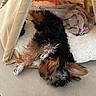 Blue a rejoint le concours — aidez-le/la à gagner de superbes lots ! bed, black_and_tan, blanket, cozy, cute, dog, floppy_ears, fur, home, indoor, long_hair, pet, portrait, puppy, relaxed, resting, sleeping, small_breed, tent, upside_down