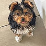 adorable, animal, black_fur, brown_fur, companion, cute, dog, ears_up, floor, fluffy, fur, indoor, looking_up, pet, puppy, small_dog, tile_floor, tongue_out, white_fur, young_dog