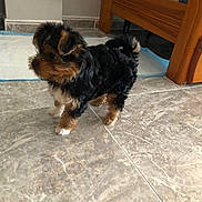 Blue a rejoint le concours — aidez-le/la à gagner de superbes lots ! puppy, dog, small_dog, fur, black_fur, brown_fur, tile_floor, wooden_bed, indoor, pet, animal, cute, young_dog, curious, standing, flooring, home, furniture, canine, companion
