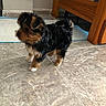 puppy, dog, small_dog, fur, black_fur, brown_fur, tile_floor, wooden_bed, indoor, pet, animal, cute, young_dog, curious, standing, flooring, home, furniture, canine, companion