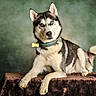 Loki participe au concours pour gagner de l'argent avec cette photo : dog, siberian_husky, husky, canine, pet, animal, portrait, studio, sitting, heterochromia, blue_eye, brown_eye, pointed_ears, curled_tail, collar, dog_tag, fluffy_fur, black_and_white, velvet, green_background