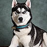 Loki participe au concours pour gagner de l'argent avec cette photo : dog, siberian_husky, canine, portrait, sitting, black_and_white, blue_eye, brown_eye, heterochromia, fluffy, ears, muzzle, nose, collar, pet, studio, indoor, textured_background, blanket, close_up