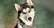 Loki participe au concours pour gagner de l'argent avec cette photo : dog, siberian_husky, portrait, pet, canine, animal, blue_eye, brown_eye, heterochromia, black_and_white, fluffy, pointed_ears, collar, tag, leash, indoor, studio, close_up, green_background, alert