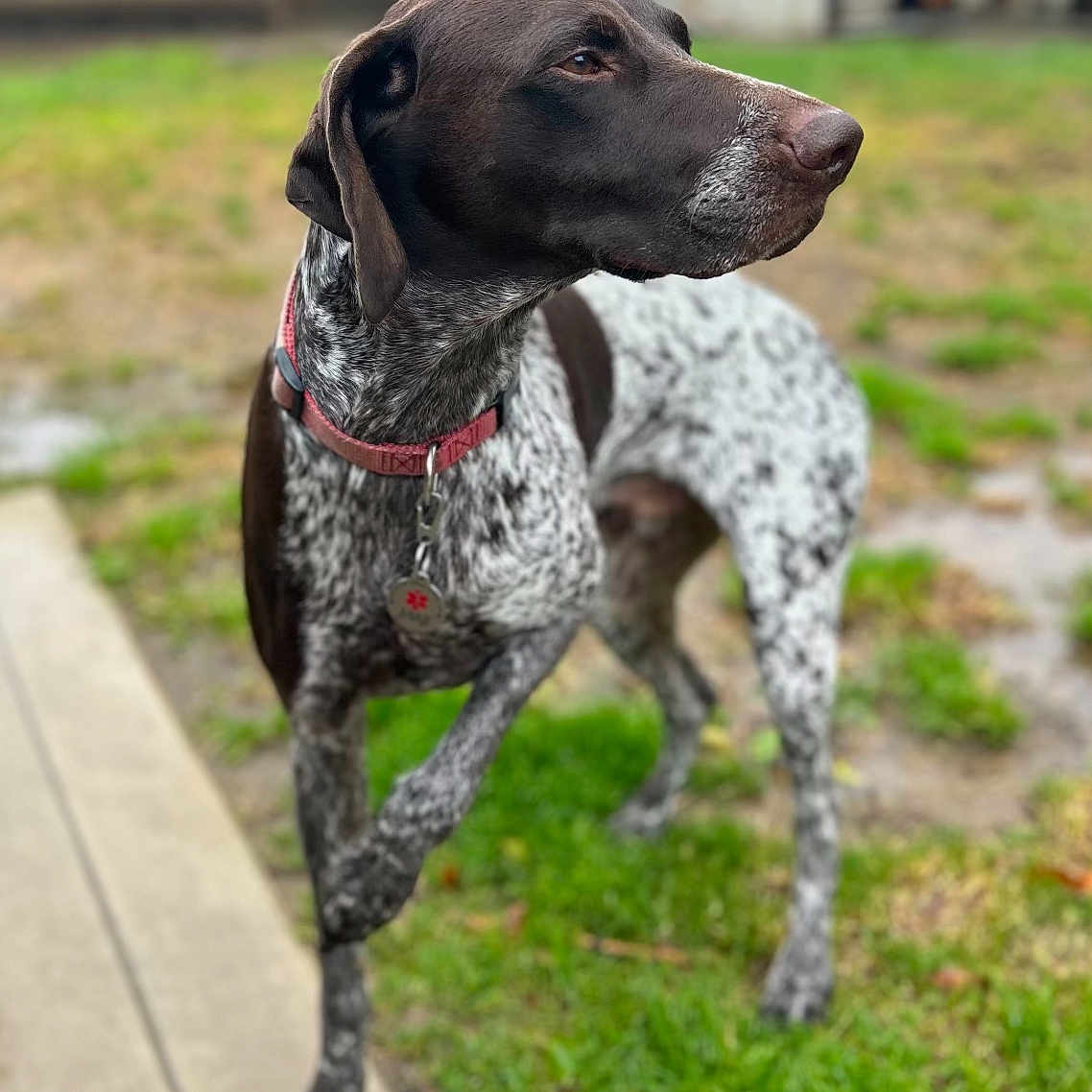 Jake joined the competition — help win amazing prizes! dog, pointer_dog, standing, outdoors, grass, yard, garden, speckled_coat, brown_head, red_collar, dog_tag, profile_view, portrait, short_hair, animal, pet, sidewalk, blurred_background, daylight, alert