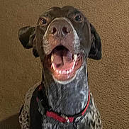 Jake joined the competition — help win amazing prizes! dog, pet, canine, speckled_coat, open_mouth, smiling, sitting, harness, red_harness, indoor, carpet, wall, portrait, front_view, animal_face, ears, eyes, nose, happy, home