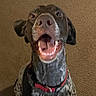 dog, pet, canine, speckled_coat, open_mouth, smiling, sitting, harness, red_harness, indoor, carpet, wall, portrait, front_view, animal_face, ears, eyes, nose, happy, home