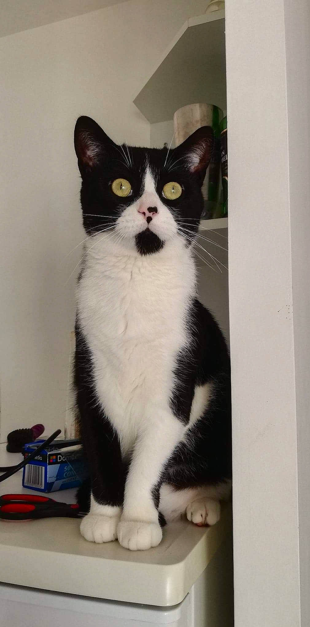 Cheese participe au concours pour gagner de l'argent avec cette photo : aegean_cat, american_wirehair, black_and_white, carnivore, cat, domestic_short_haired_cat, european_shorthair, eye, felidae, fur, japanese_bobtail, kitten, mammal, paw, polydactyl_cat, small_to_medium_sized_cats, tail, whiskers