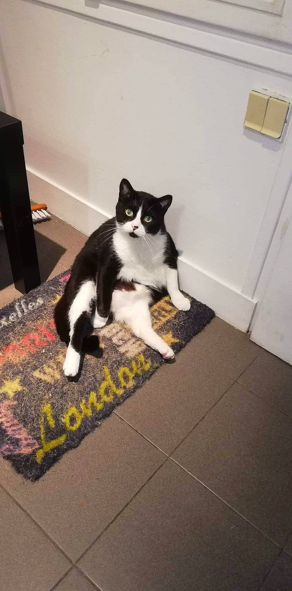 Cheese participe au concours pour gagner de l'argent avec cette photo : canidae, carnivore, cat, domestic_short_haired_cat, european_shorthair, felidae, floor, flooring, fur, kitten, leg, polydactyl_cat, room, small_to_medium_sized_cats, table, tail, whiskers