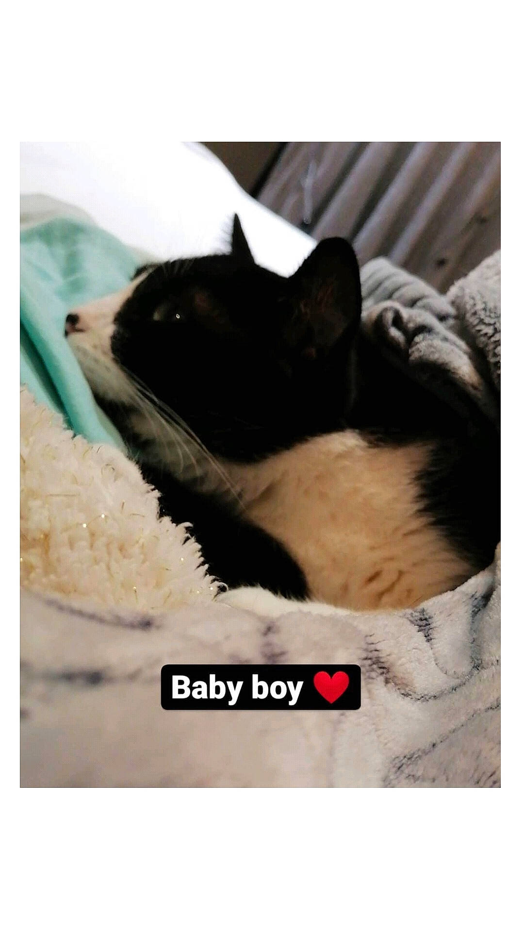 Cheese participe au concours pour gagner de l'argent avec cette photo : black_cat, carnivore, cat, felidae, fur, kitten, nap, photo_caption, photography, small_to_medium_sized_cats, snout, whiskers