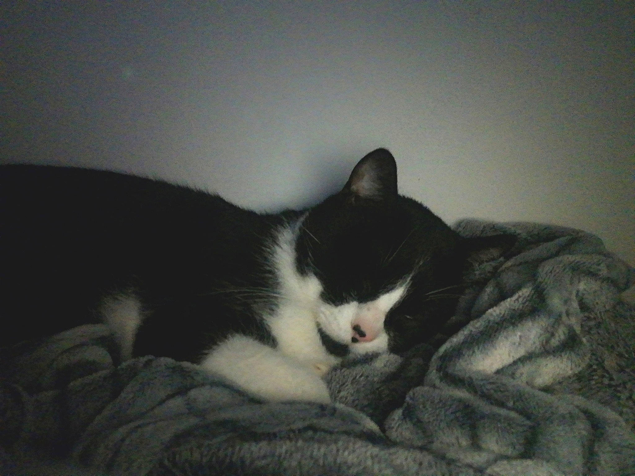 Cheese participe au concours pour gagner de l'argent avec cette photo : american_wirehair, black_and_white, carnivore, cat, domestic_short_haired_cat, felidae, fur, nap, small_to_medium_sized_cats, tail, whiskers